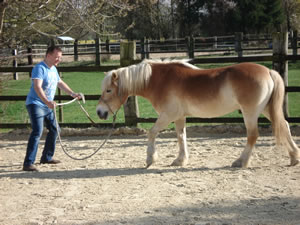 Coaching mit Pferd